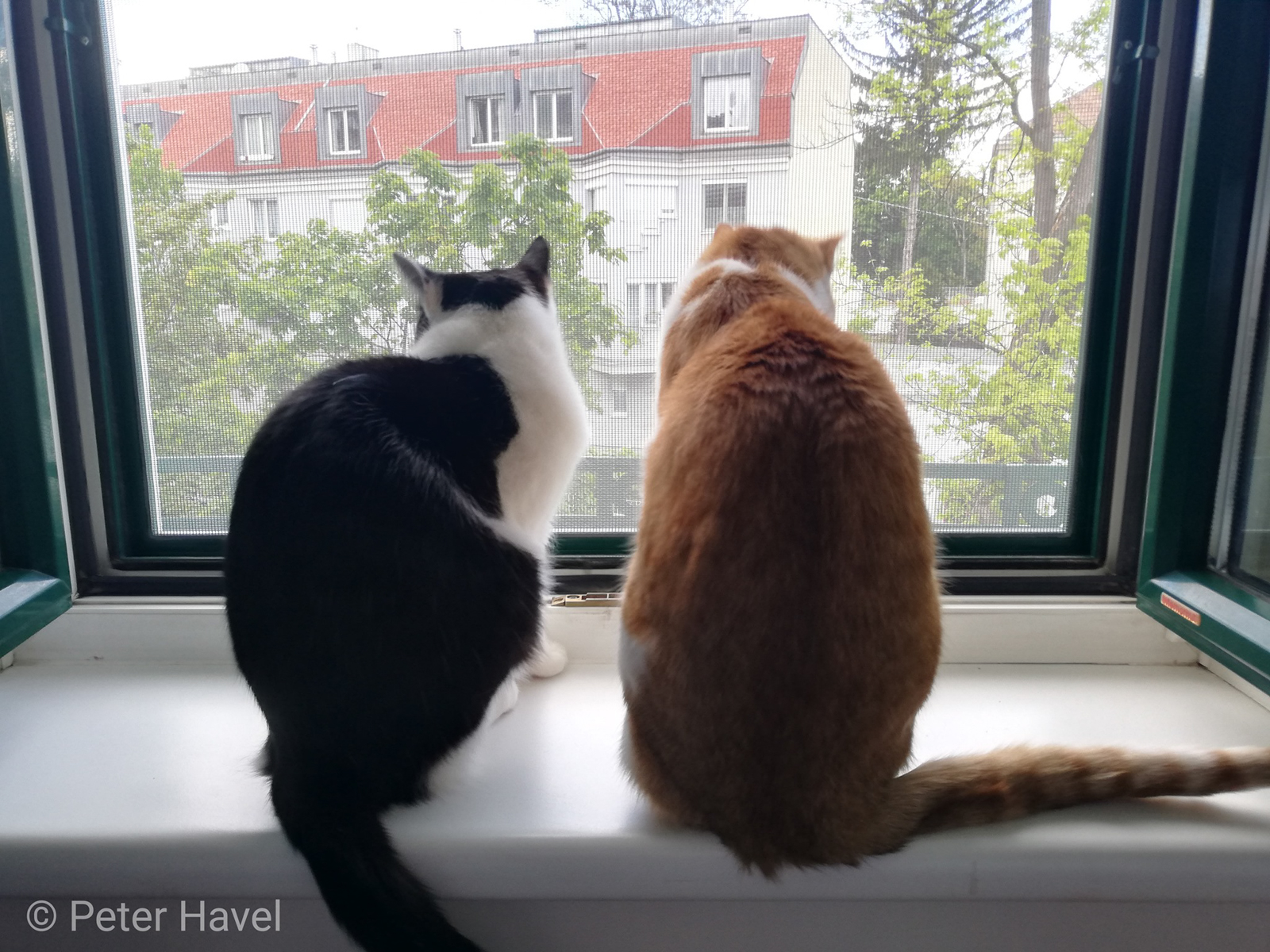 Katzensicheres Fliegengitter - Extra Stabiler Insektenschutz Für Fenster & Balkontüren